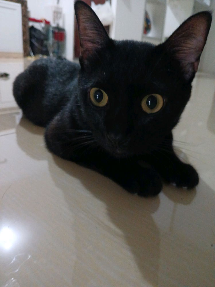 🐈‍⬛🤍🕊