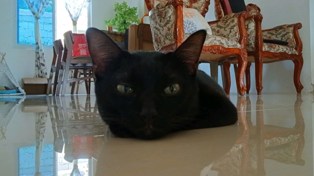 🐈‍⬛🤍🕊