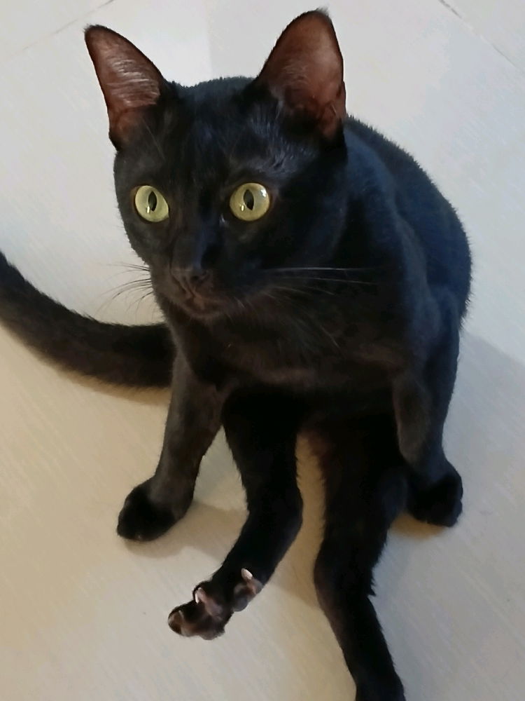 🐈‍⬛🤍🕊