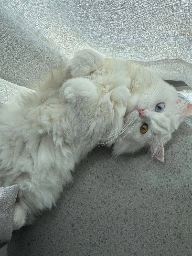 Lily!