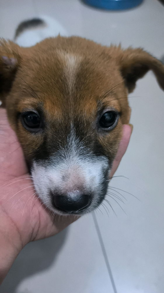 狗！