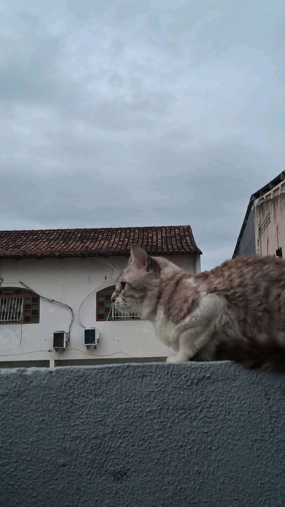 🐱