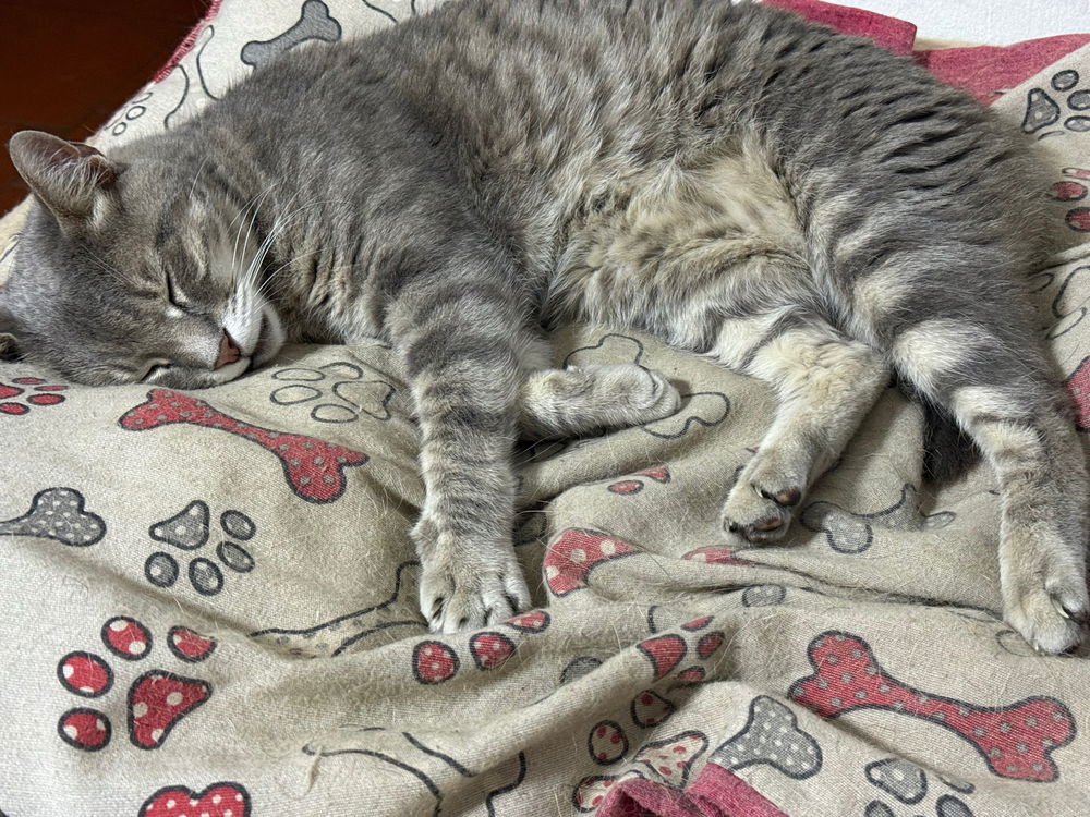 Il mio grande amore