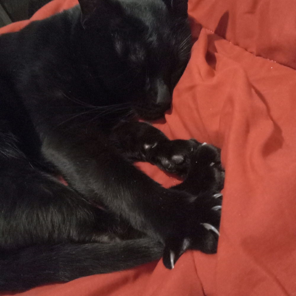 🐈‍⬛
