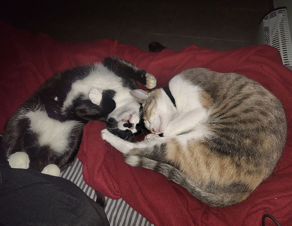 😽