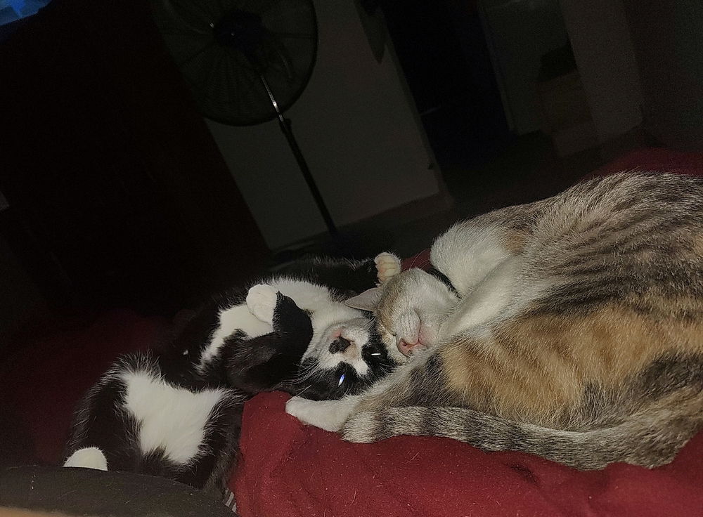 😽