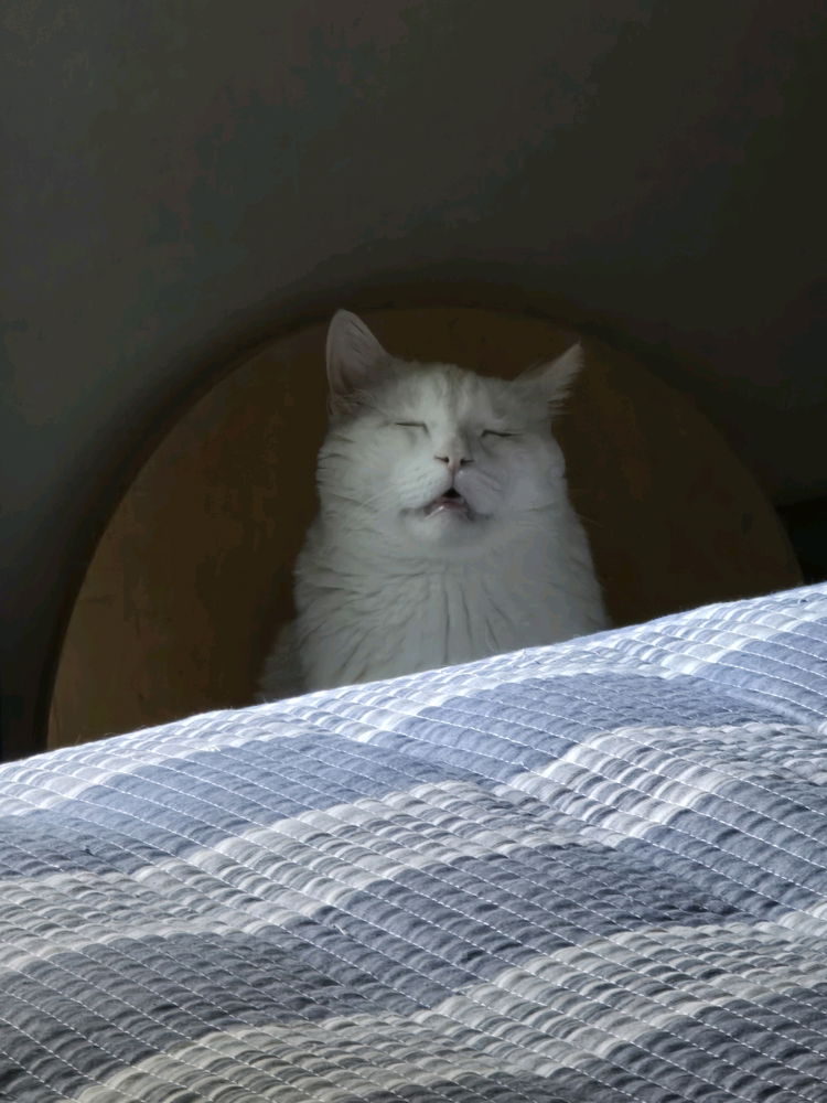Tom