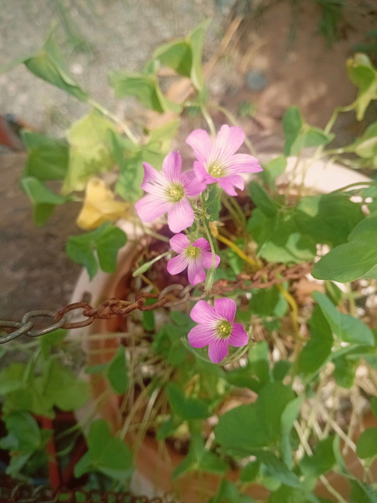 Clover flower