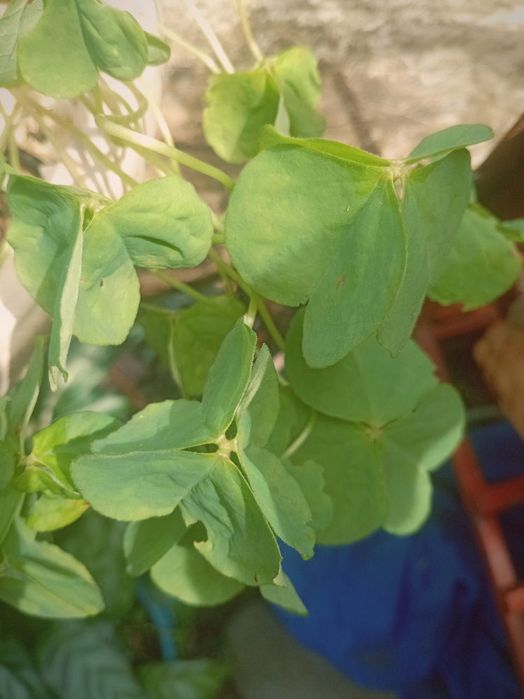 Clover flower