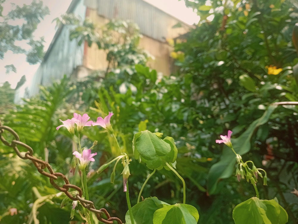 Clover flower