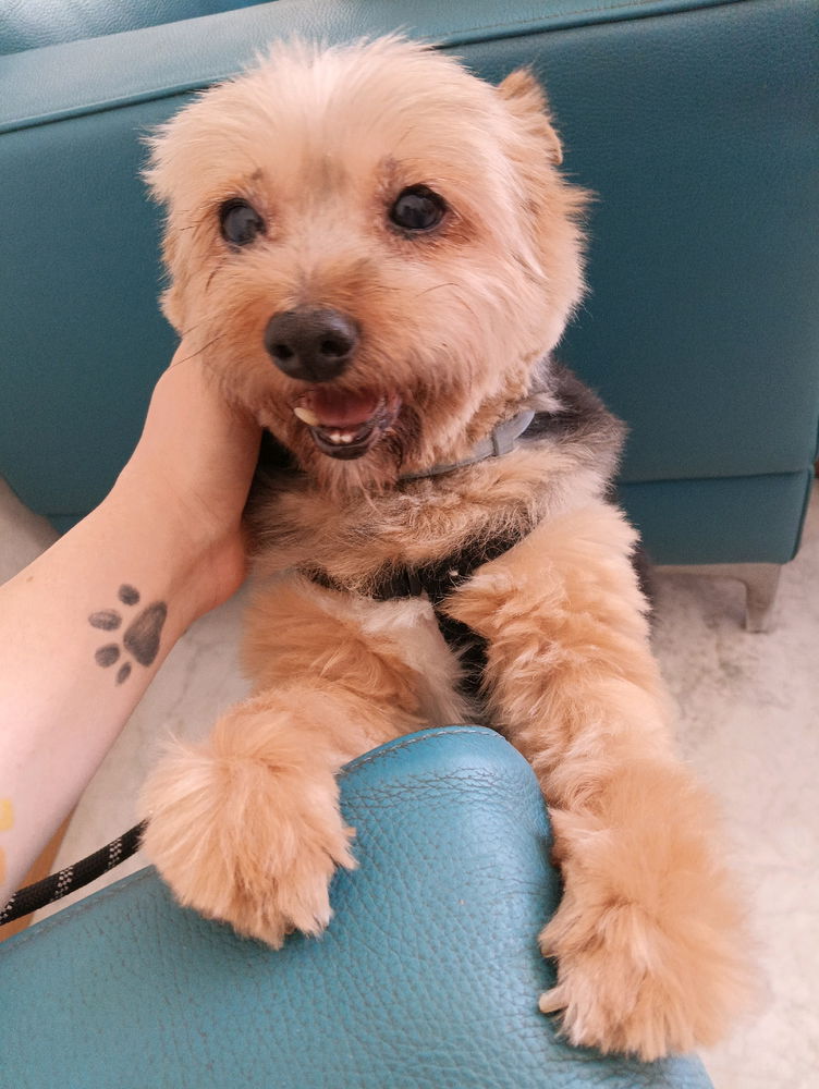❤️🐕