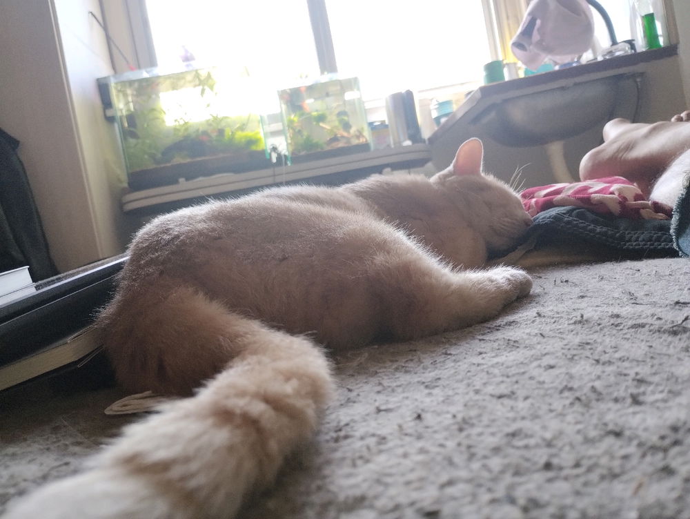 De visita para la siesta