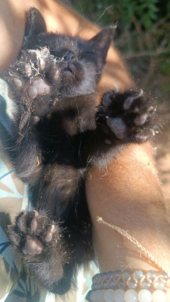 Encontré a este pequeñín