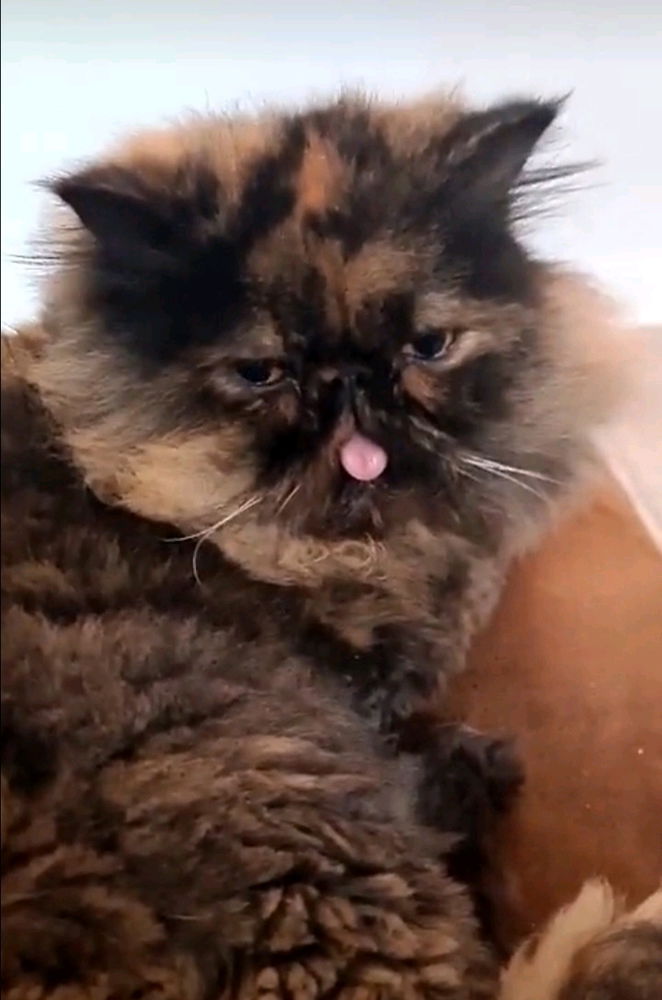 Lutera