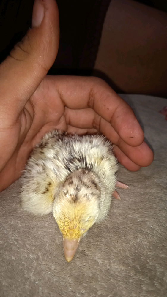 Un mini pavo