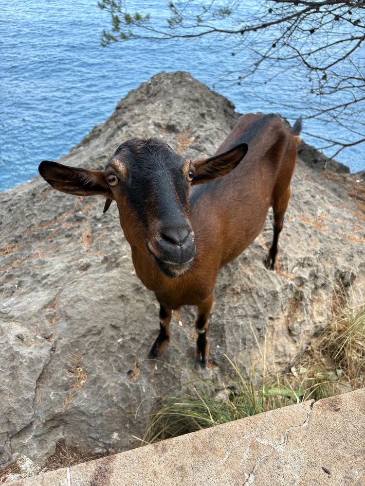 Hi