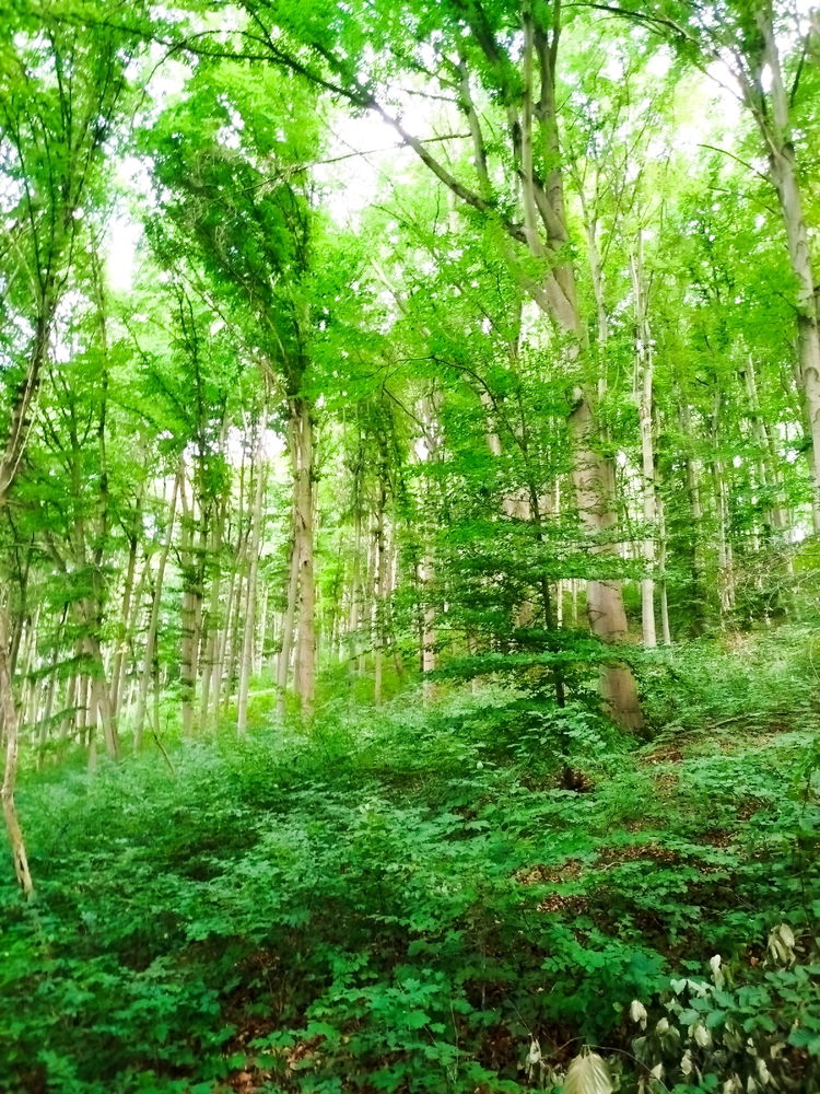 Wald