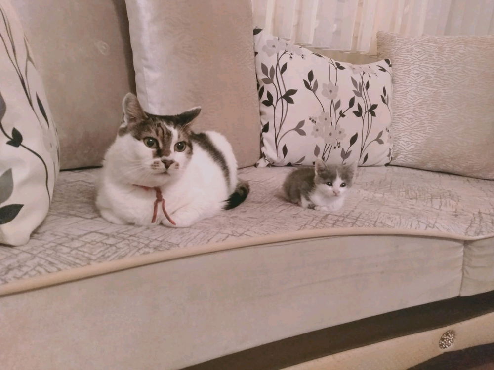 Film gibi bir görüntü