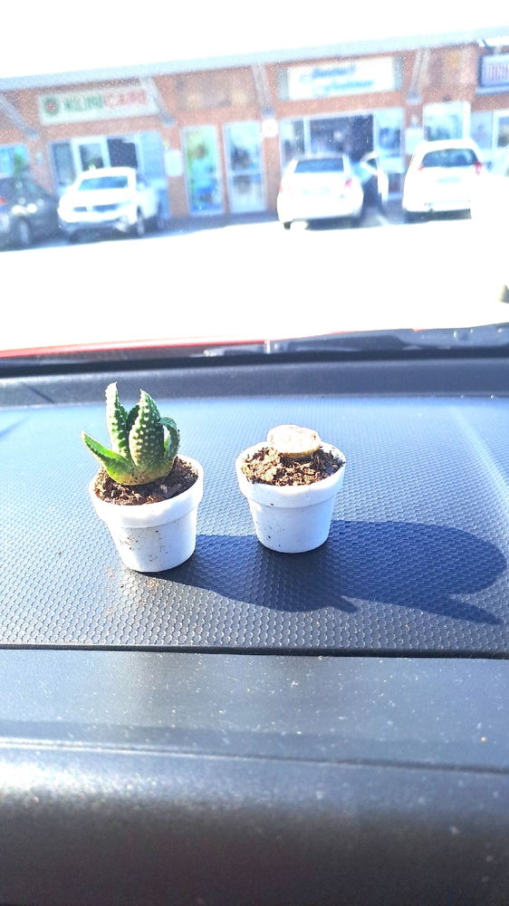 New plant babies!
