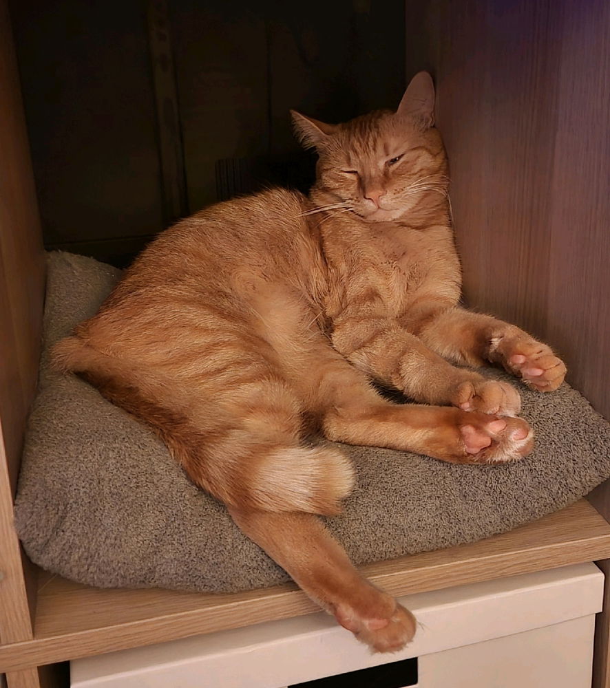 Cozy Cat...