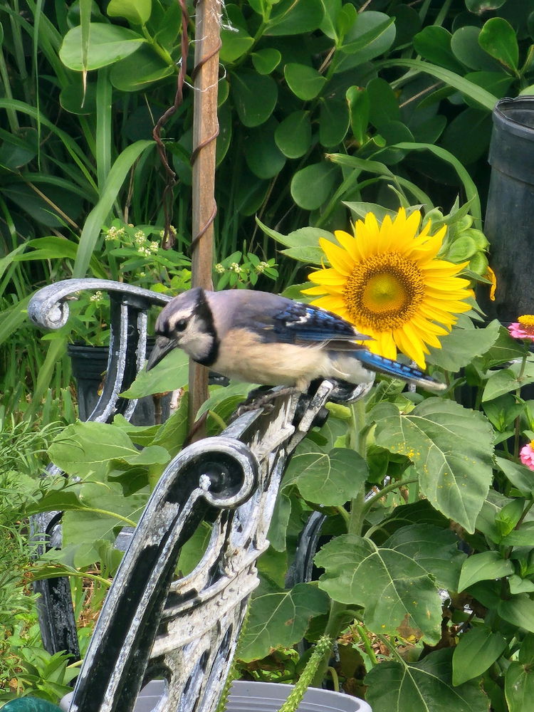 Blue jay