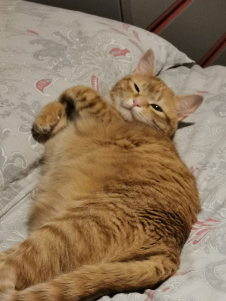 Gatto chonki