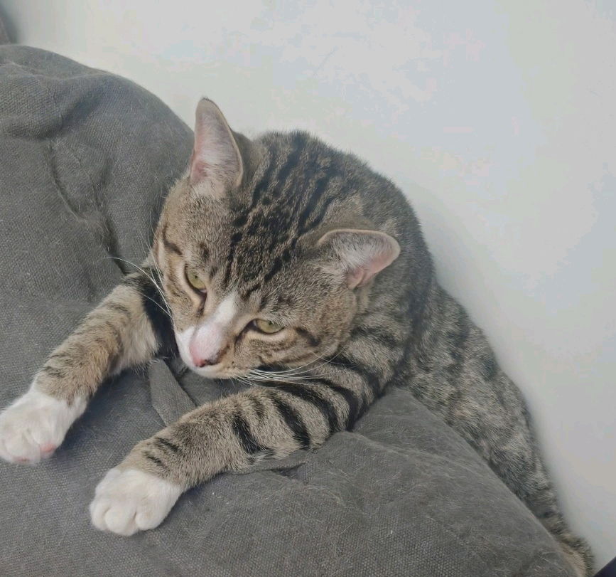 Mi gato Millie