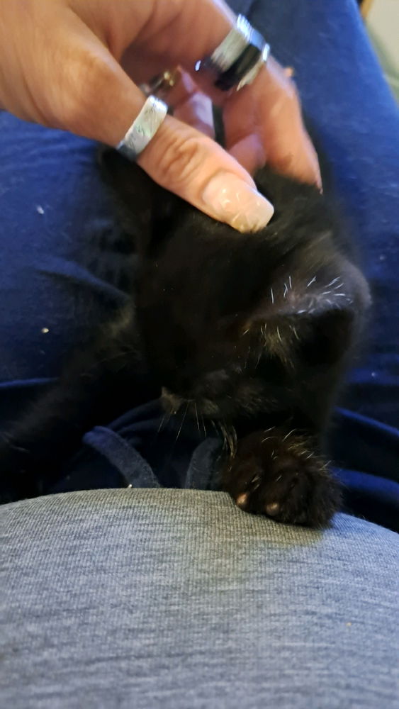 Ich wollt Euch mal mein Baby Kater Samu vorstellen:)