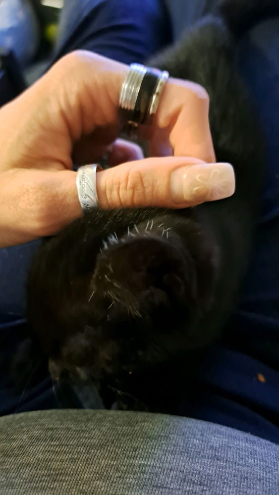 Ich wollt Euch mal mein Baby Kater Samu vorstellen:)