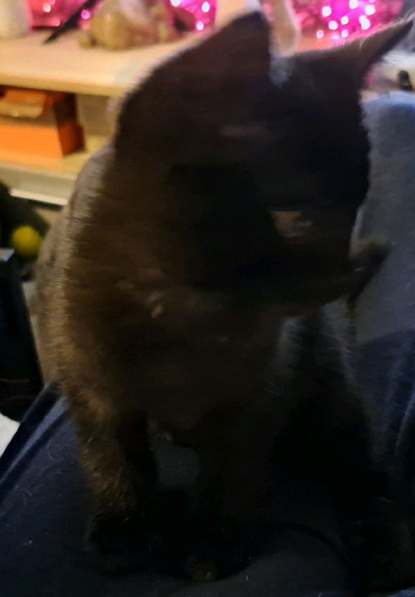 Ich wollt Euch mal mein Baby Kater Samu vorstellen:)