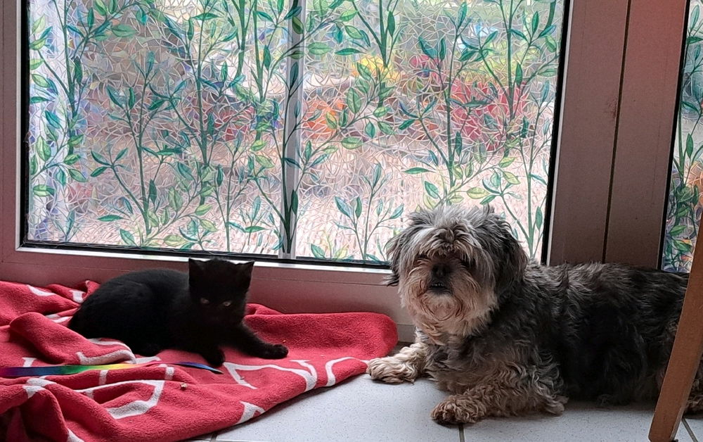 Ich wollt Euch mal mein Baby Kater Samu vorstellen:)