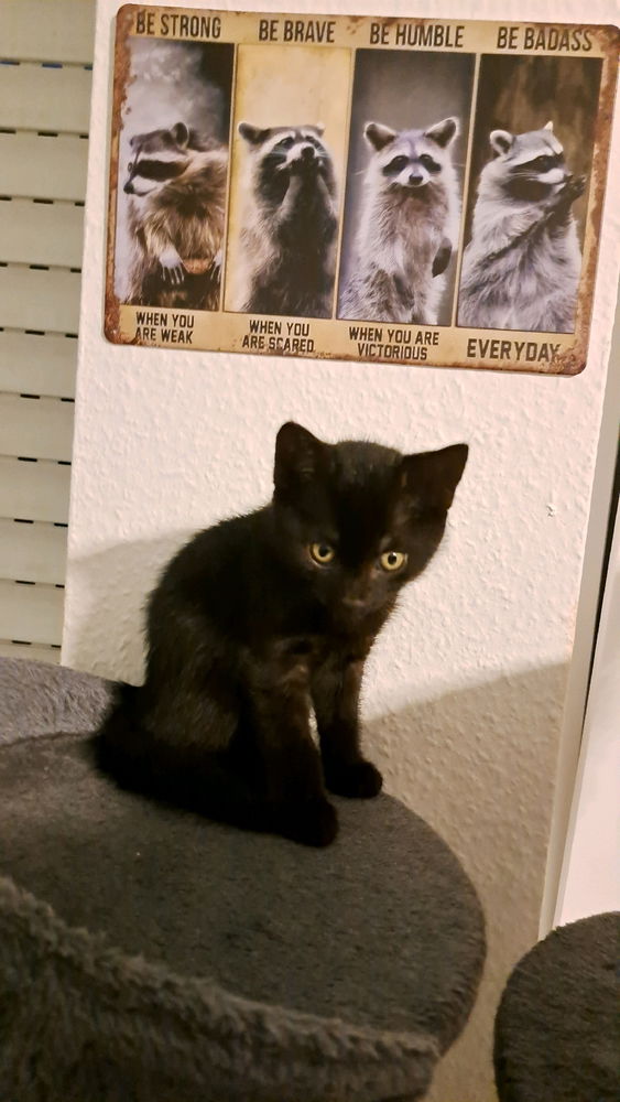 Ich wollt Euch mal mein Baby Kater Samu vorstellen:)