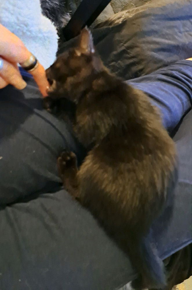 Ich wollt Euch mal mein Baby Kater Samu vorstellen:)