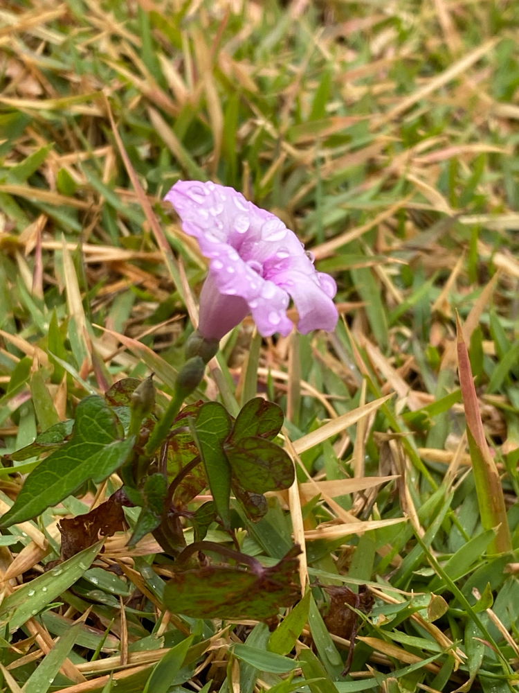 Flor de um jardim quaisquer