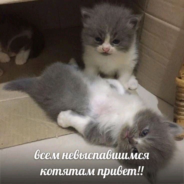 Приветики 😁