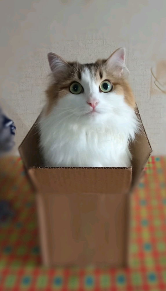 Это моя котэ))