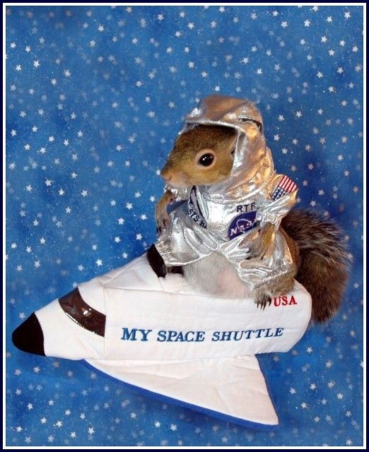 Ardilla astronauta