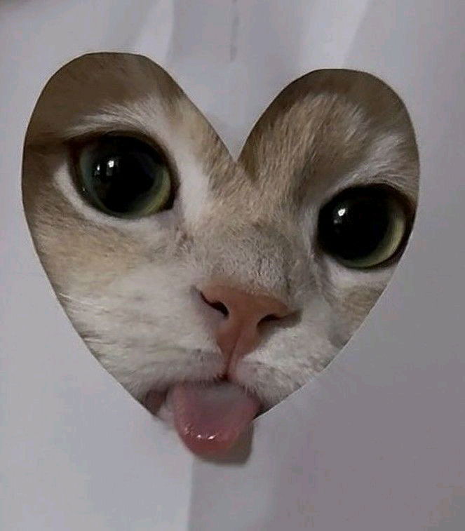 Сердечко из котика всем жителям бу 🐈
