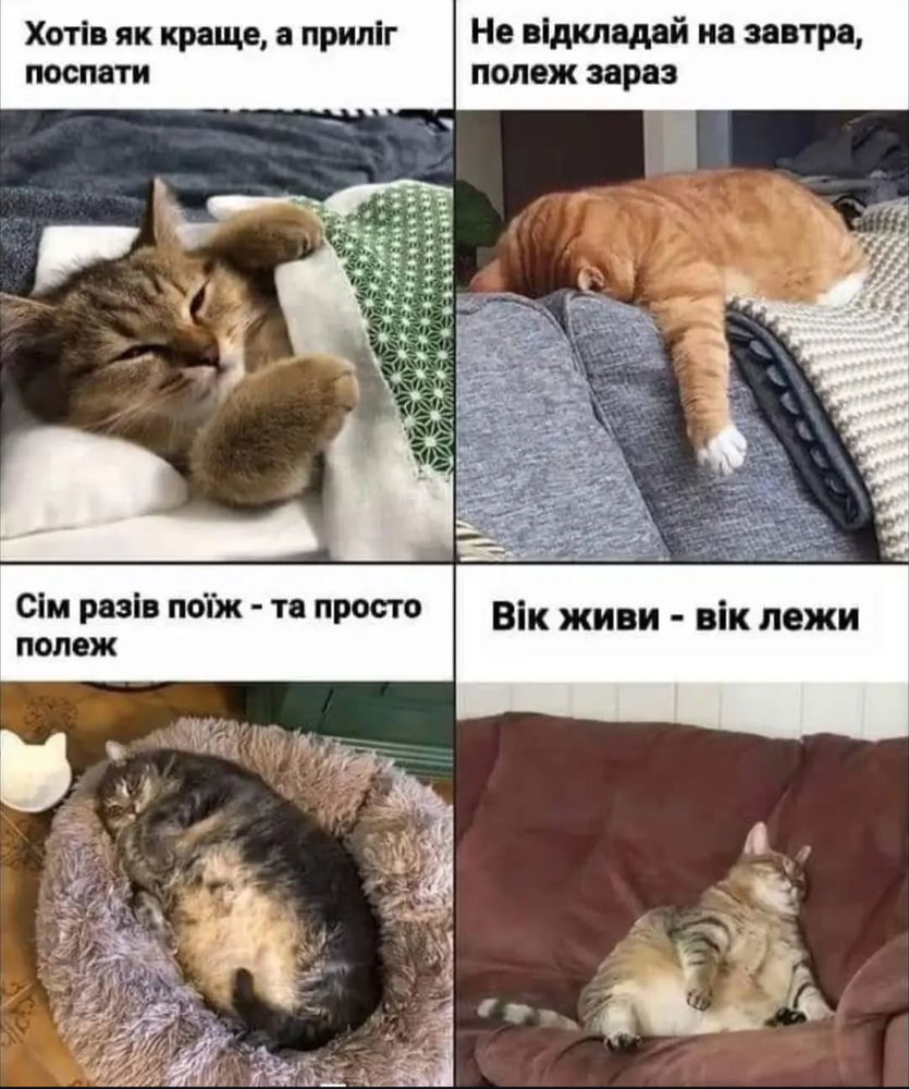 Мудрості котів для вас)