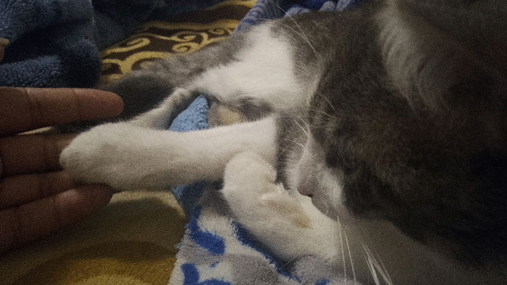 Koji