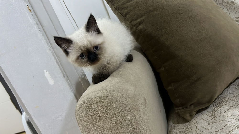 🫀🐈🐈