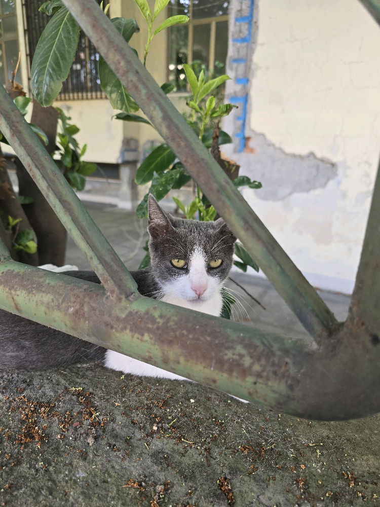 Gatto