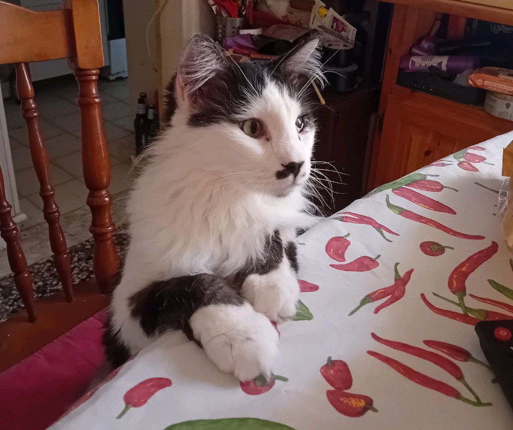 Tavola