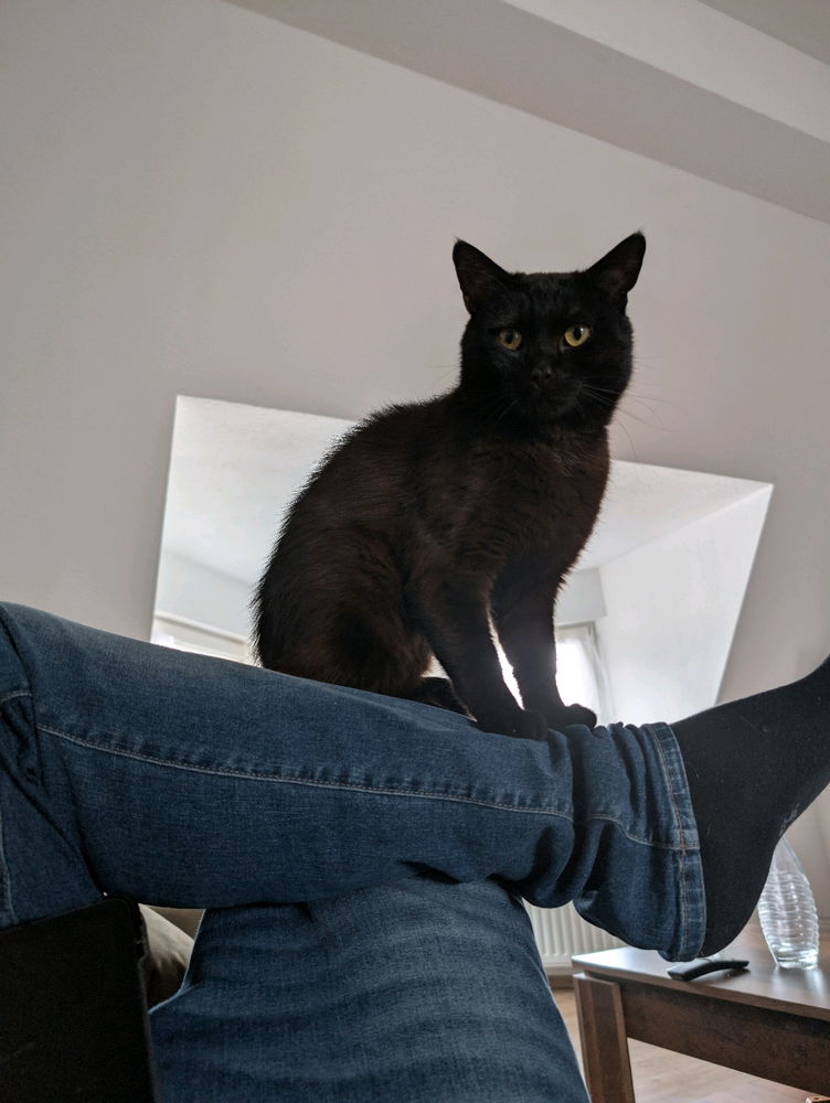 🐈‍⬛