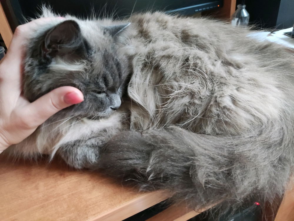 Иногда так хочется быть кошечкой 😻