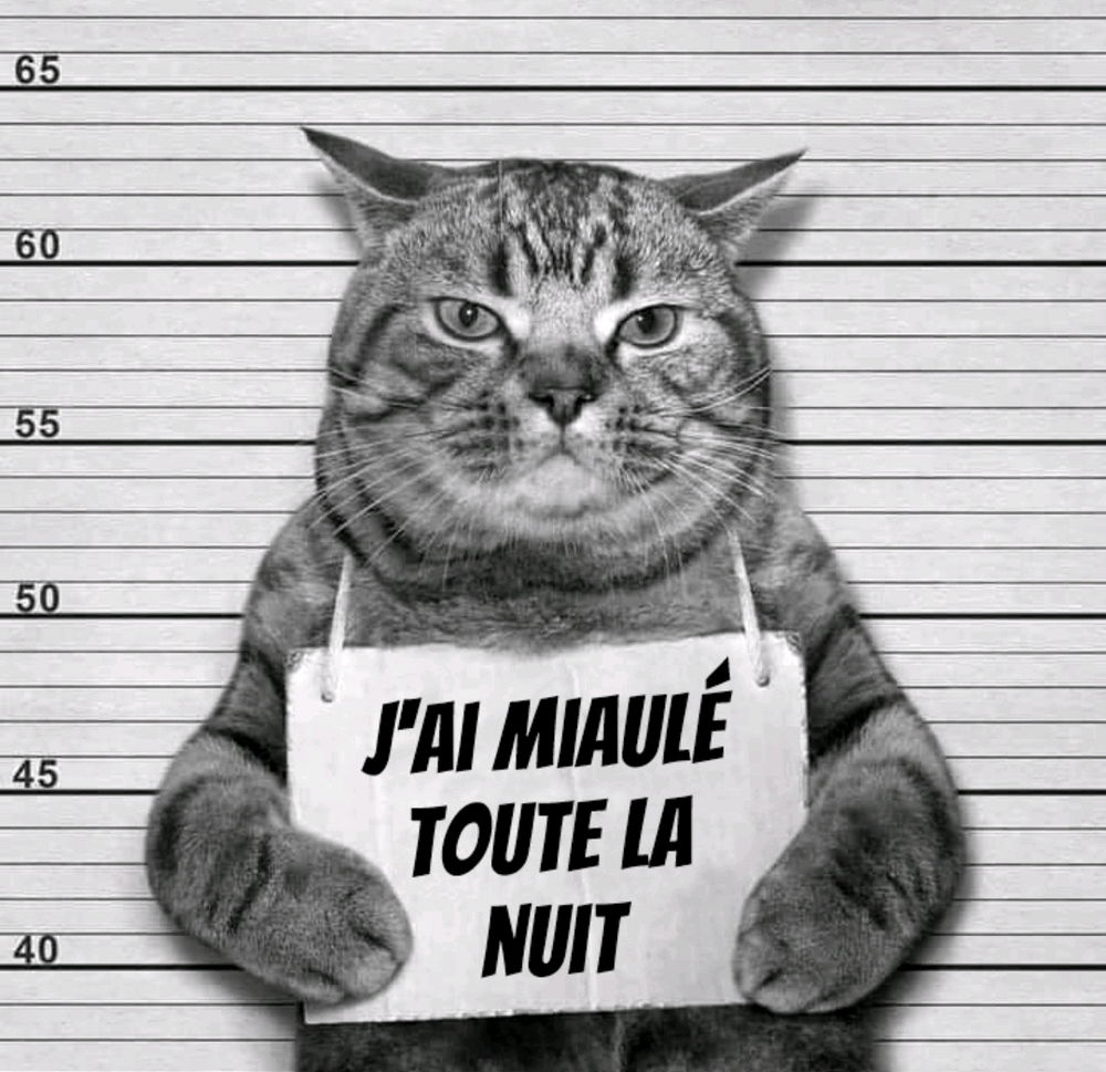 C'est à qui ce chat ?