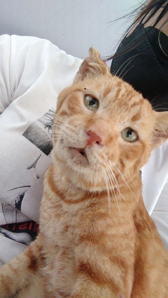 my old cat 😺😺