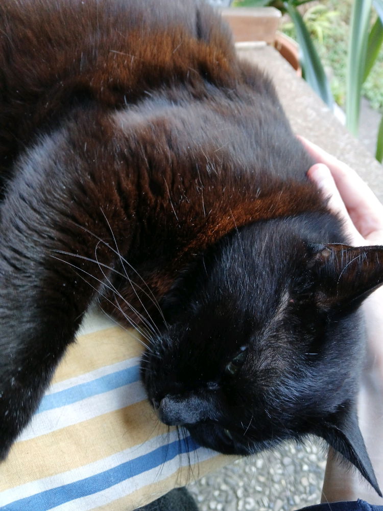 Der kleine Schnurrapparat xD