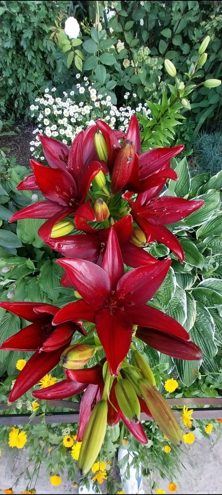 Июльский вайб😊☀️🌺🐌🍓