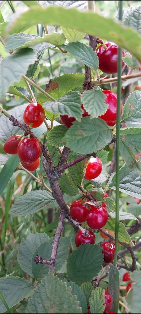 Июльский вайб😊☀️🌺🐌🍓